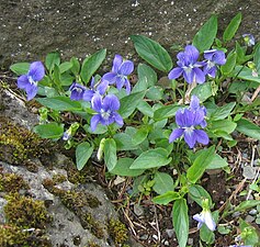 Viola canina subsp. montana