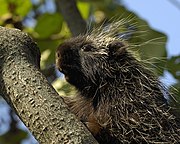 North American porcupine Urson Erethizon dorsatum 1.jpg