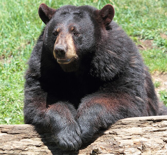 File:Ursus americanus PO 06.jpg