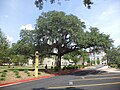 Quercus virginiana