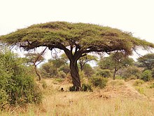 Вахеллия (бұрынғы Acacia) tortilis.jpg