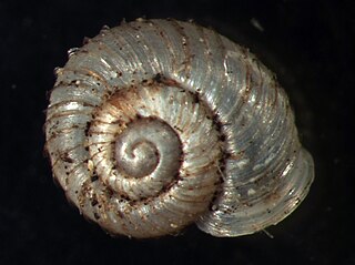 <i>Vallonia costata</i> Species of gastropod