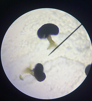 <i>Protosteliopsis fimicola</i> Species of amoeba