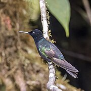 Velvet-purple coronet (Boissonneaua jardini) Las Tangaras.jpg