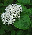 * Nomination: Wayfarer (Viburnum lantana) --Robert Flogaus-Faust 16:44, 23 June 2019 (UTC) * Review Could you fix exposure and white-balance? --Dktue 19:57, 23 June 2019 (UTC) Thanks for the review, but I do not know what I should do here. I haven't got any RAW file (camera is JPEG only), the flash did not fire and the image was only slightly underexposed to avoid overexposing the white flowers. So what do you think is wrong here and what can be done about it? --Robert Flogaus-Faust 20:48, 23 June 2019 (UTC) You can fix that from the JPEG aswell even if the quality will not reach what you could get from a RAW-file. --Dktue 21:50, 23 June 2019 (UTC) Thanks to Dktue for doing the requested edit. --Robert Flogaus-Faust 17:25, 25 June 2019 (UTC)