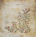 Folio 39v, Anagallis arvensis (scarlet pimpernel)