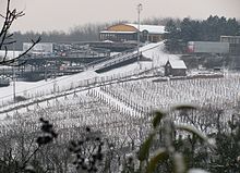 Fotografia che mostra un vigneto coperto di neve.