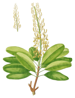 <i>Vochysia</i> Genus of flowering plants