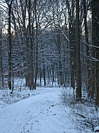A German forest, during Winter