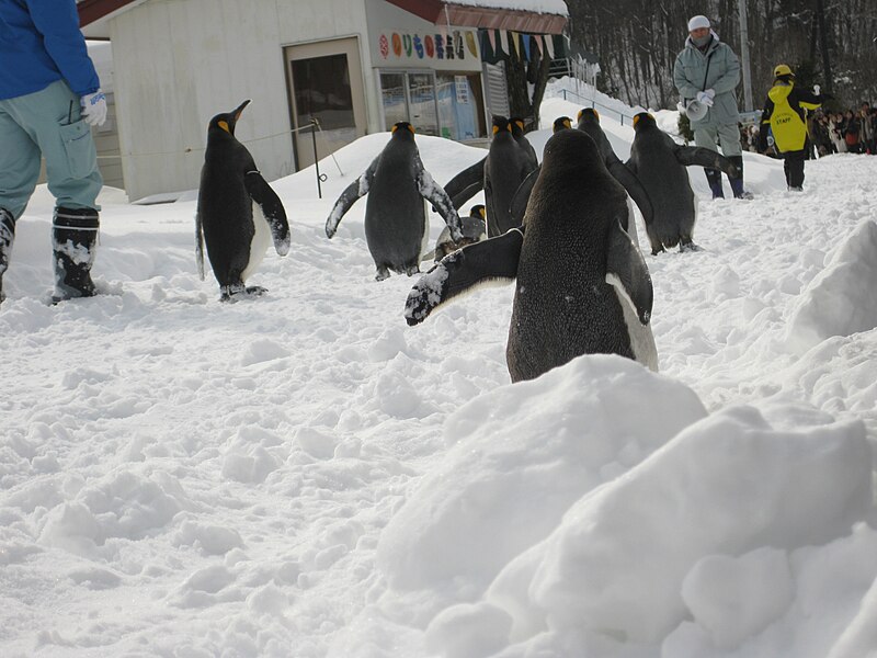 File:Walking Penguins in Asahiyama Zoo (back).JPG