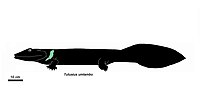 Waterloo Çiftliği tetrapod özetliyor (Tutusius umlambo) 1.jpg