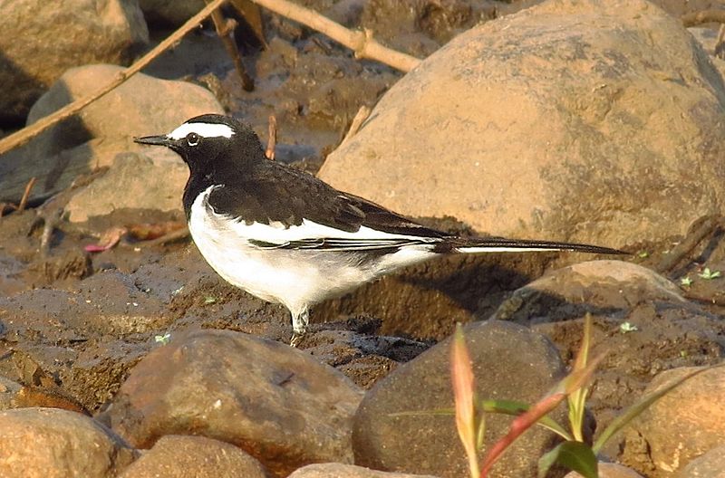 File:White-browed wagtail at Tikarpara Odisha India December 2012.jpg