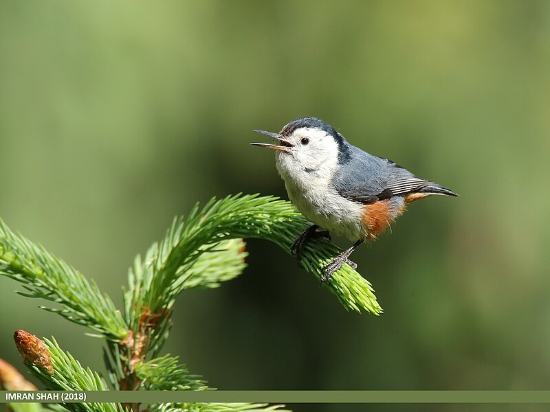 File:White-cheeked Nuthatch (Sitta leucopsis) (28349560497).jpg