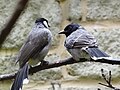 White-eared bulbul (left) and red-vented bulbul (right) at Birdworld, Farnham