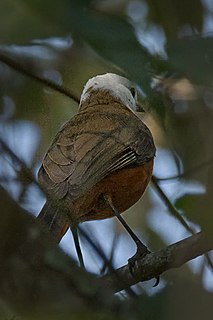 <span class="mw-page-title-main">White-headed robin-chat</span> Species of bird