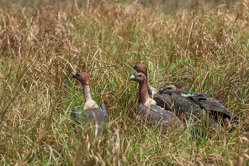 File:White-rumped Vultures.jpg