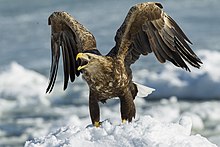 Dorosły bielik (biały ogon, żółty dziób, pojaśniałe pióra na głowie) stojąc przodem do widza na górce śnieżnej, unosi do góry zgięte w stawie łokciowym skrzydła i nachylając się do przodu otwiera dziób