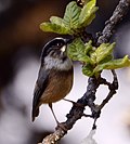 Thumbnail for White-throated bushtit