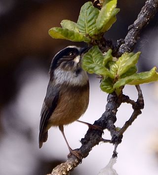 <span class="mw-page-title-main">White-throated bushtit</span> Species of bird