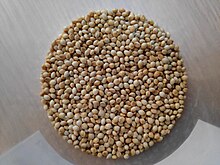 White Proso Millet.jpg