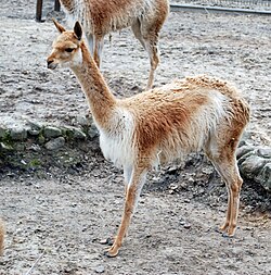 Wikunia mlode Zoo Lodz.jpg