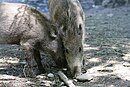 Wild Boar piglets.jpg