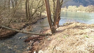 The torrent flows into the Main