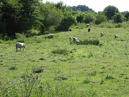 Wilde Street Meadow 4