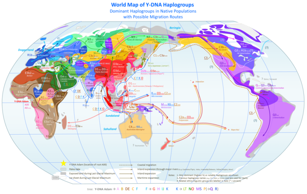 Migration route of Human Y-chromosome DNA haplogroups. World Map of Y-DNA Haplogroups.png