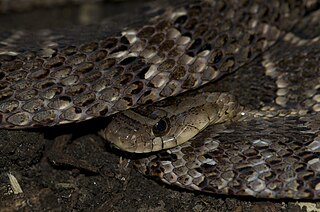 <i>Xenodon rabdocephalus</i> Species of snake