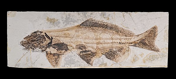 Fossil of the †peipiaosteid †Yanosteus longidorsalis, MHNT