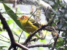 Yellow-breasted Warbler.png