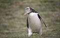 Yellow-eyed penguin - otago peninsula - dunedin - new zealand - endangered species (45886144381).jpg