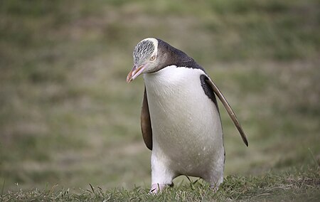 ไฟล์:Yellow-eyed penguin - otago peninsula - dunedin - new zealand - endangered species (45886144381).jpg