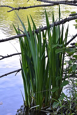 Yellow Iris (Iris pseudacorus)