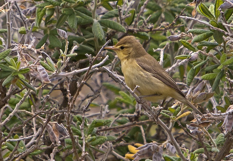 File:Zarcero común (Hippolais polyglotta) (7280749234).jpg