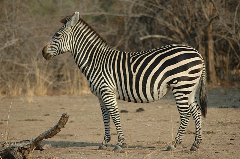 File:Zebra Side.JPG