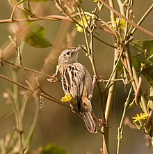 C. j. uropygialis (Dakar, Senegal) Zitting Cisticola (Cisticola juncidis) 4.jpg