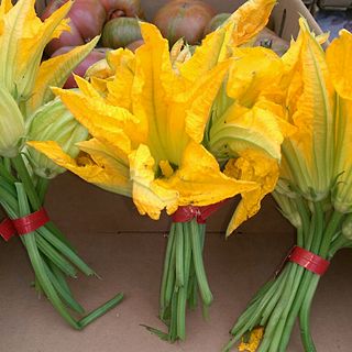 Squash blossom The edible flowers of Cucurbita species