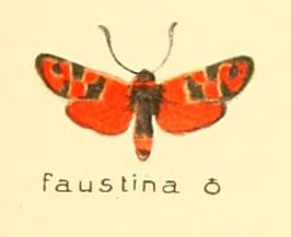 Zygaena faustina