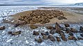 Лежка моржей на острове Нортбрук.jpg