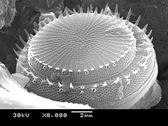 "Diatoms cake". Typical diatom species - Stephanodiscus hantzschii Grunow in Cleve & Grunow.JPG
