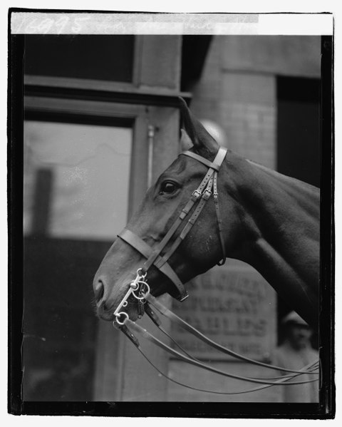 File:'Lady' Mrs. Harding's horse, 11-30-21 LOC npcc.05475.tif