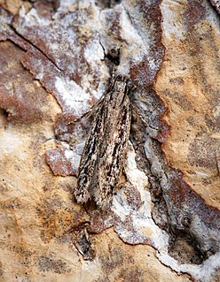 <i>Gelechia senticetella</i> Species of moth
