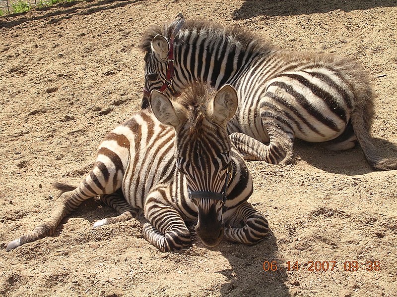 File:(94) Equus quagga boehmi.jpg