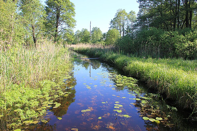 File:Ріка Кормин літом.jpg