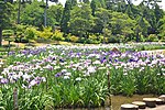 ときわ公園 - panoramio (4).jpg