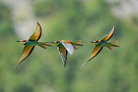 019 Stacked images of an European Bee-eater in flight Photo by Giles Laurent.jpg