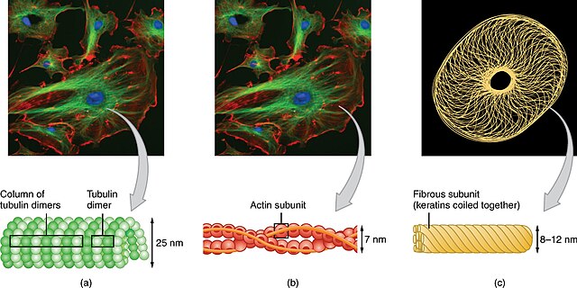 The cytoskeleton consists of (a) microtubules, (b) microfilaments, and (c) intermediate filaments.