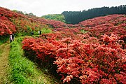 大和葛城山自然ツツジ園（奈良県御所市）